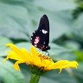 PIERIDAE, Archonias tereas critias